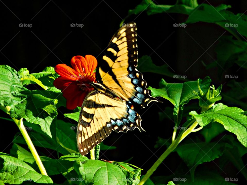 The glorious Mother Nature - Eastern Tiger Swallowtail Butterfly - I photographed these beautiful butterflies in my butterfly garden