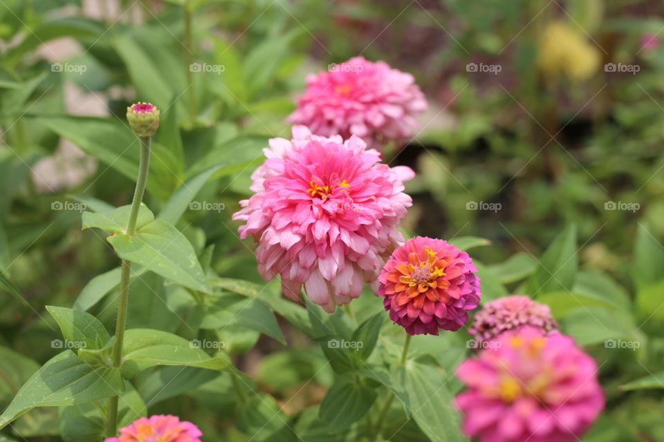 pink flowers