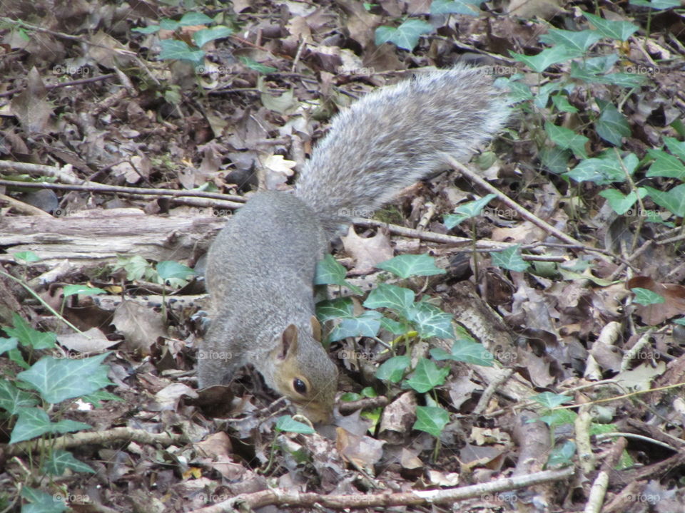 The forager