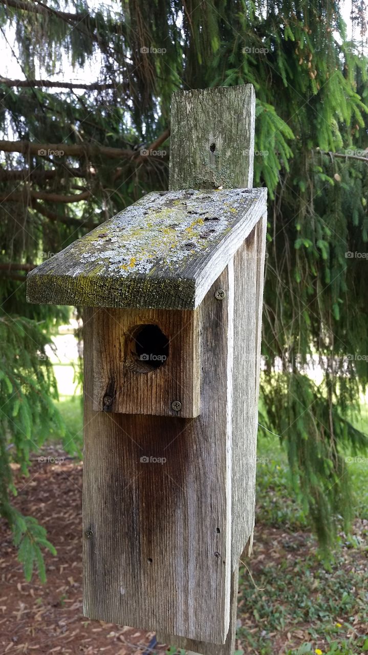 birdbox. we invite the blue birds