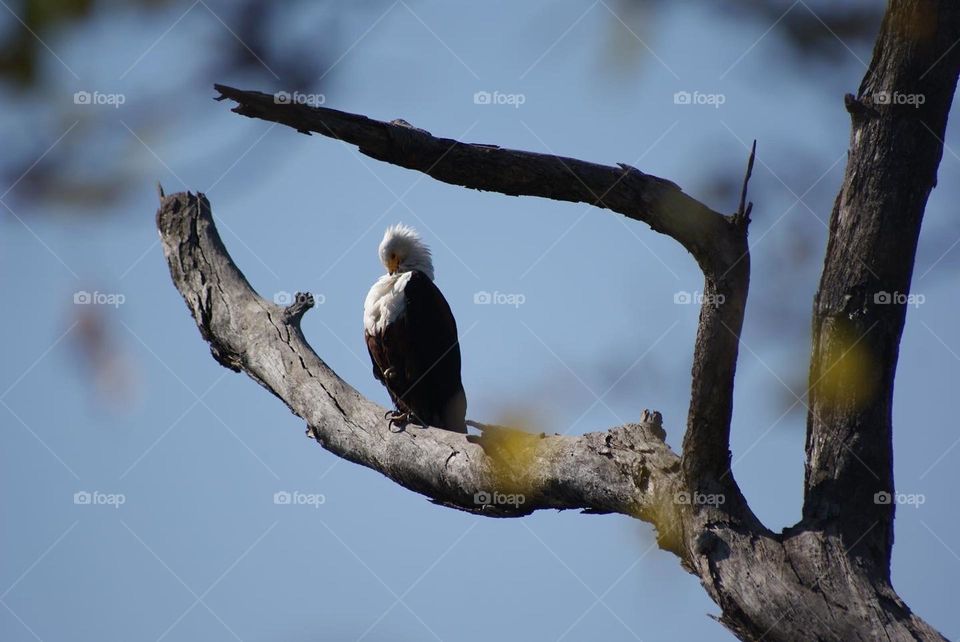 Fishing eagle 