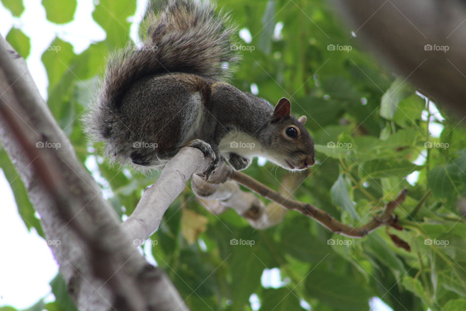 Gray squirrel looking down from maple tree