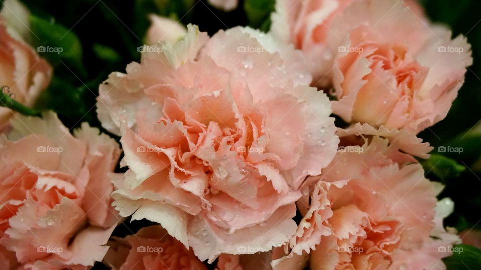 Pink carnations with water drop