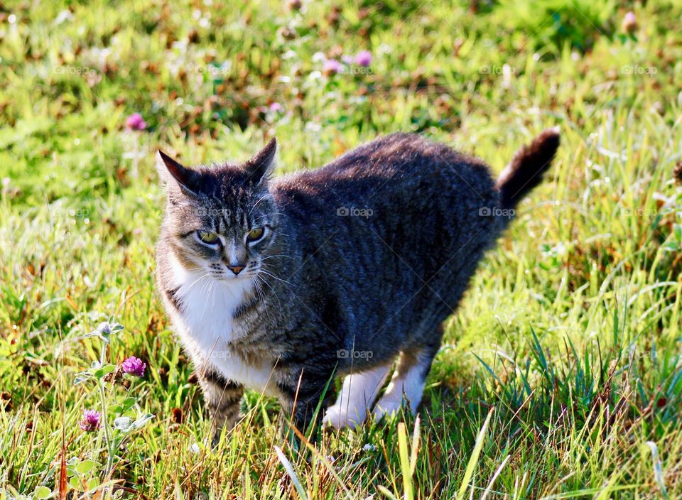 Cats of the USA!