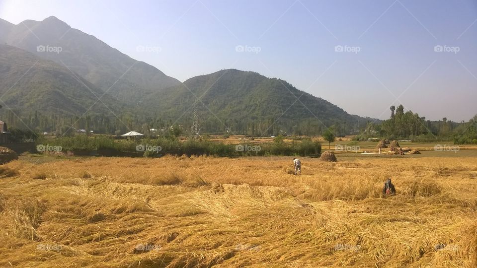 Rice Fields