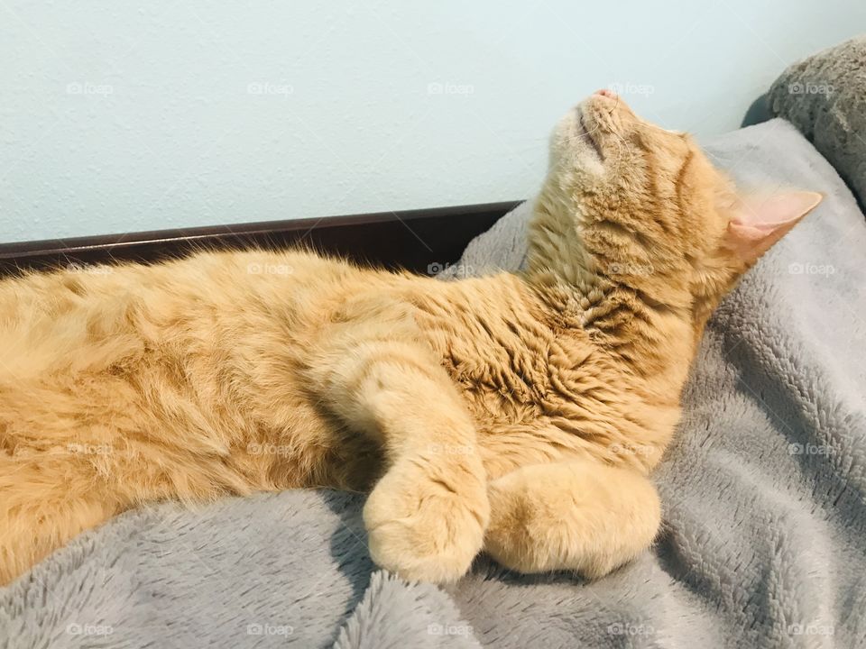 Darling orange tabby kitty cat all cuddled up in cozy blankets on bed! 