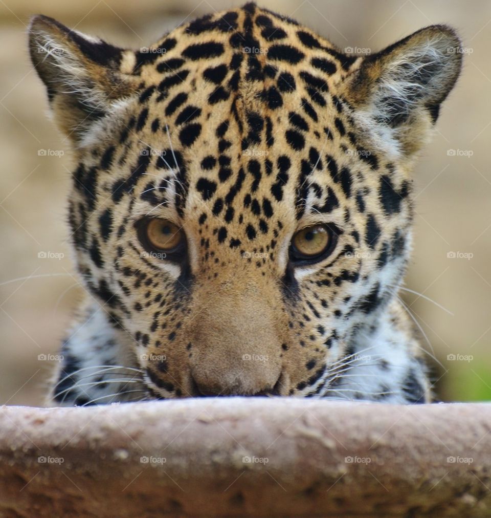 Jaguar Cub