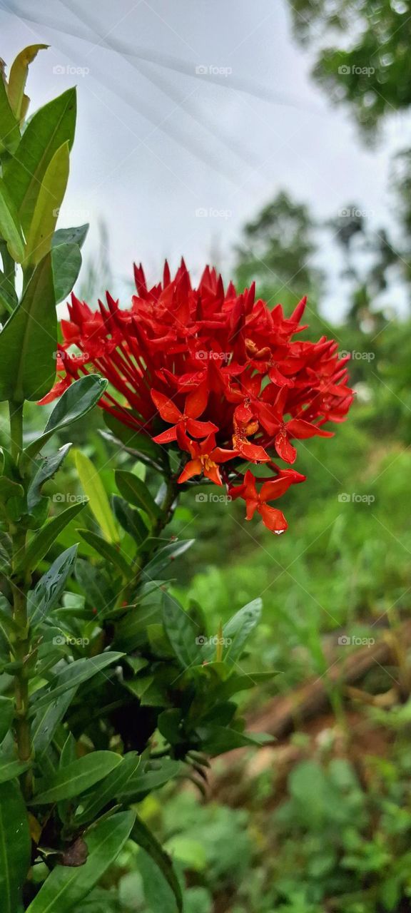 ixora