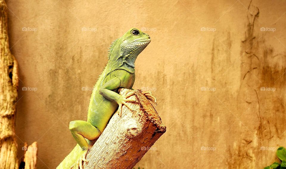 Iguana on top