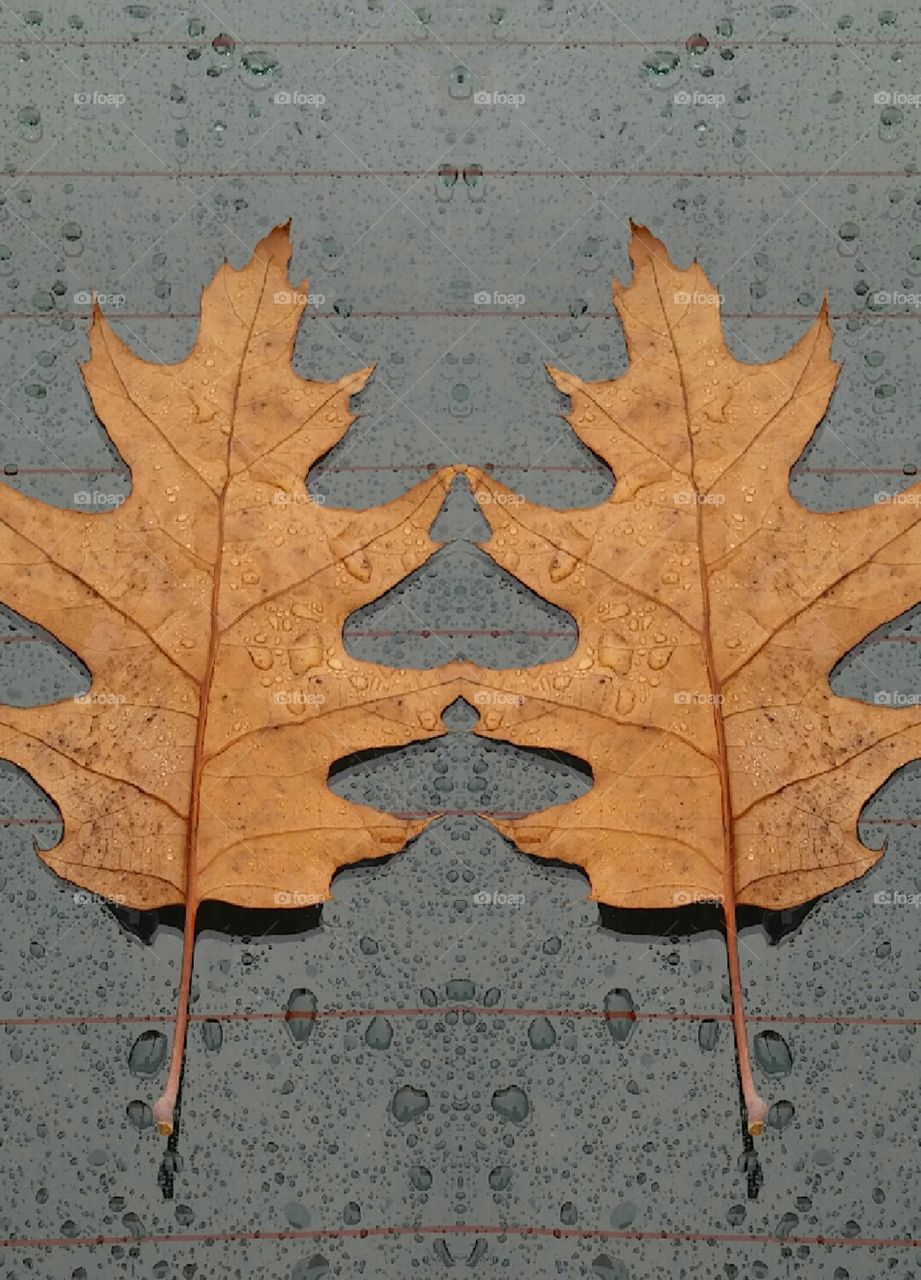 digital art of a leaf on a raindrop windshield