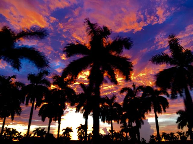 Palm Trees