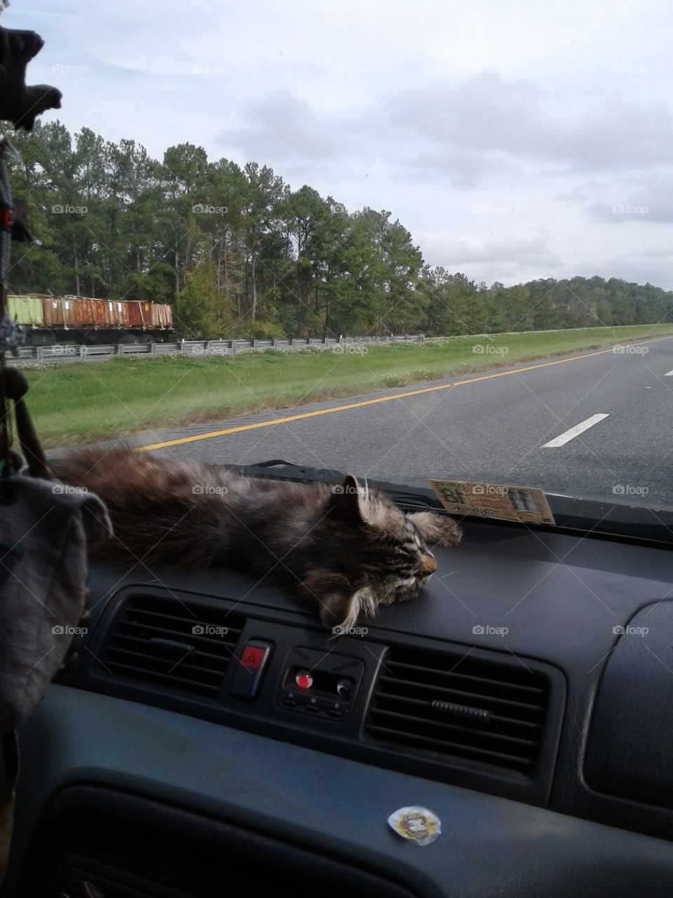 cat lounging on the dash of a few traveling kids car