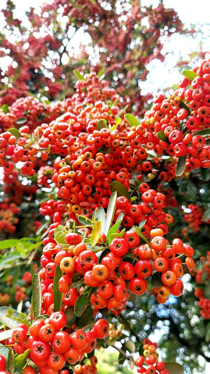 Linda árvore carregada de frutinhas vermelhas e suculentas, uma fartura de alimentos para os pássaros.
