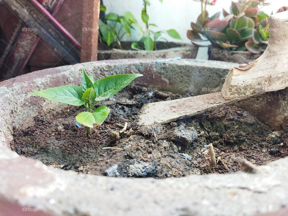 potted a new plant to my garden