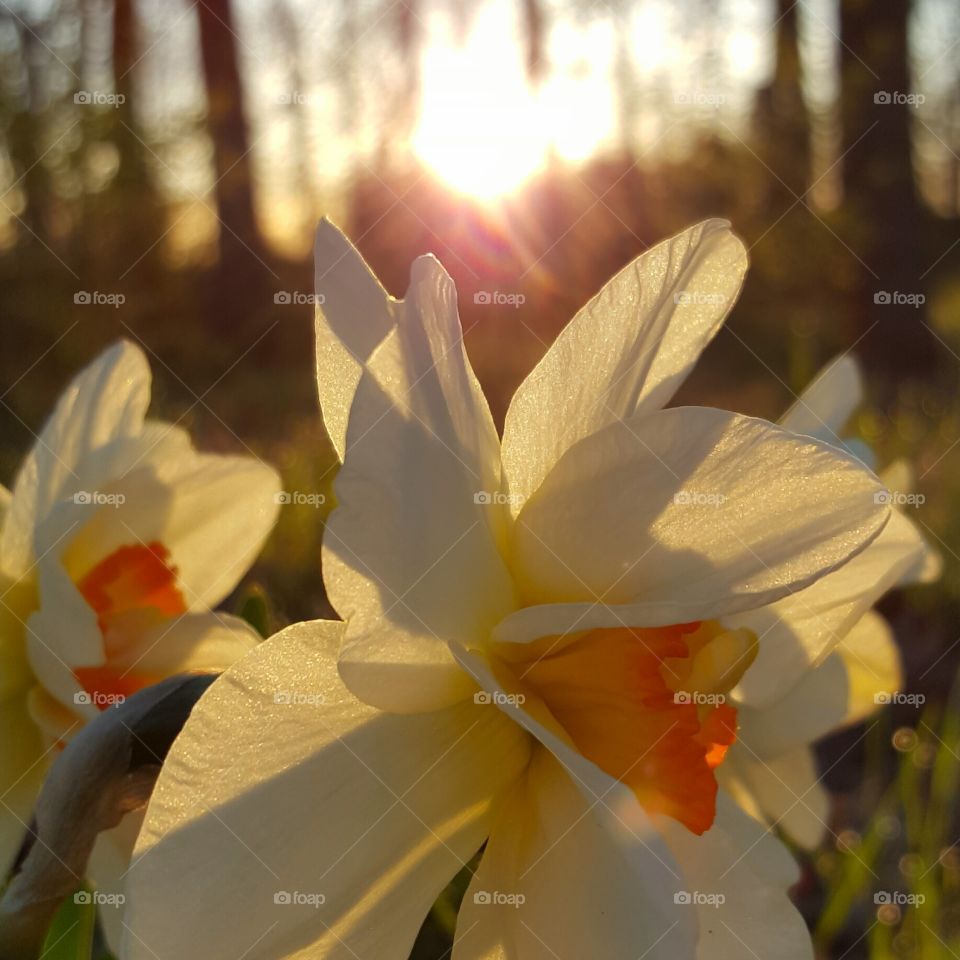 Sunlight on white flower