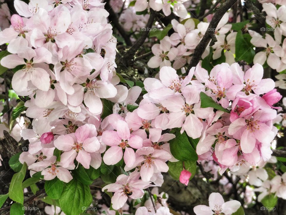 Apple tree in bloom Montreal botanical gardens 