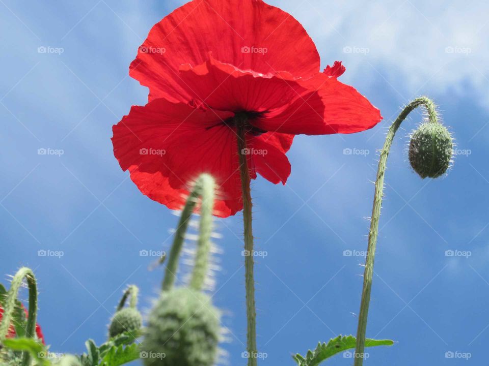 Bright red poppy standing proud against blue sky