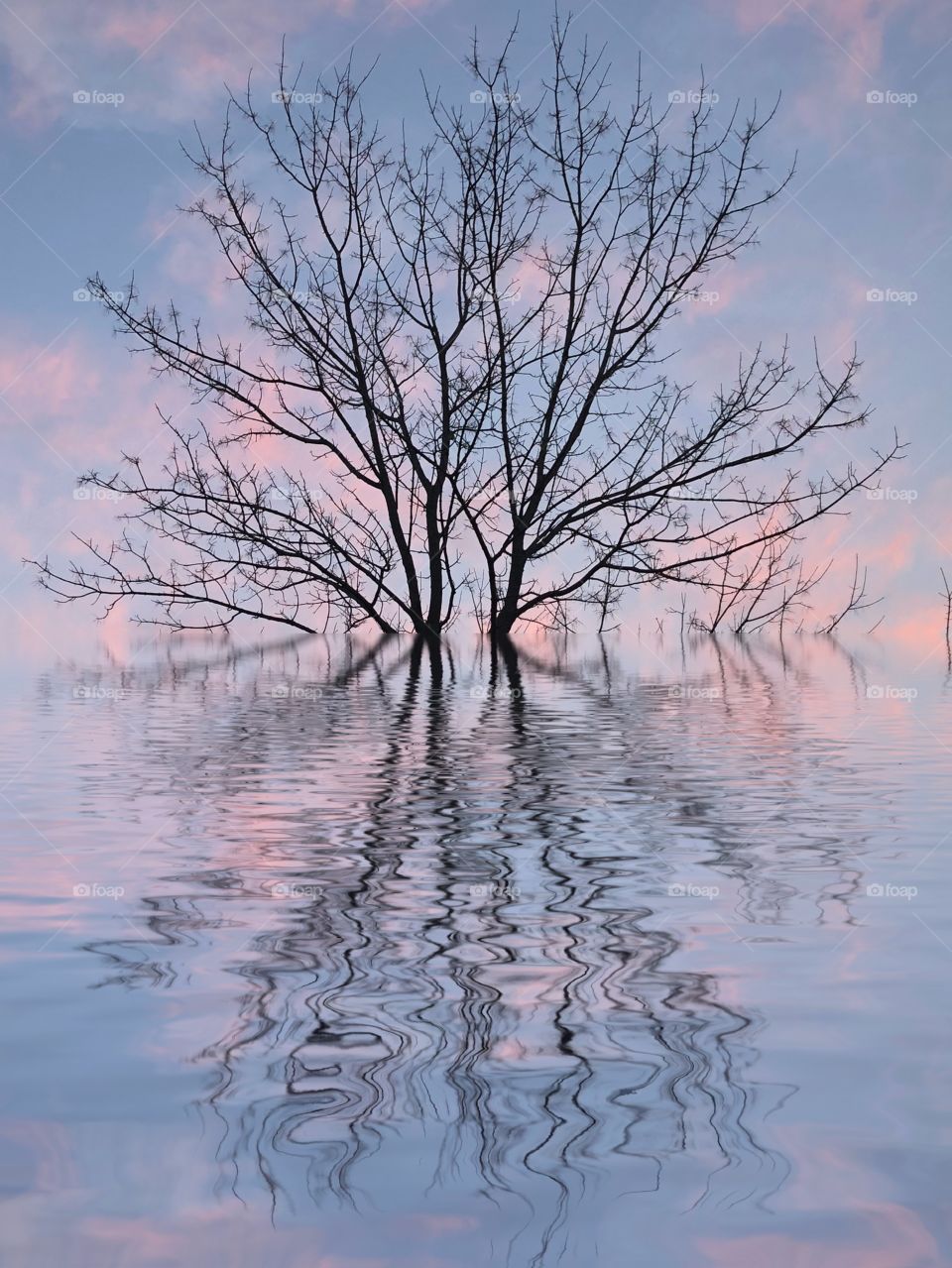Reflection of tree at sunrise