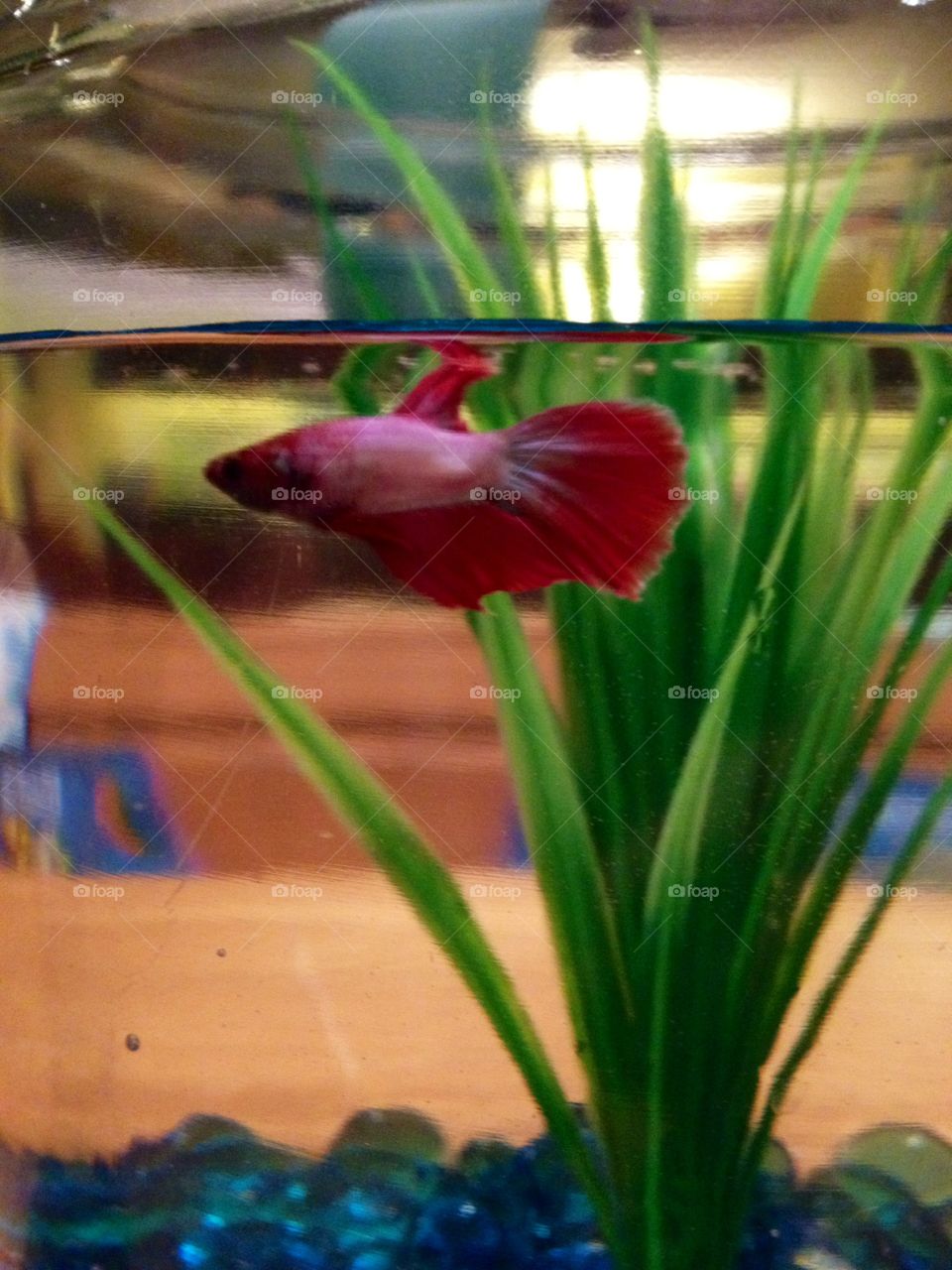 Phinneas the Beta fish, our centerpiece 