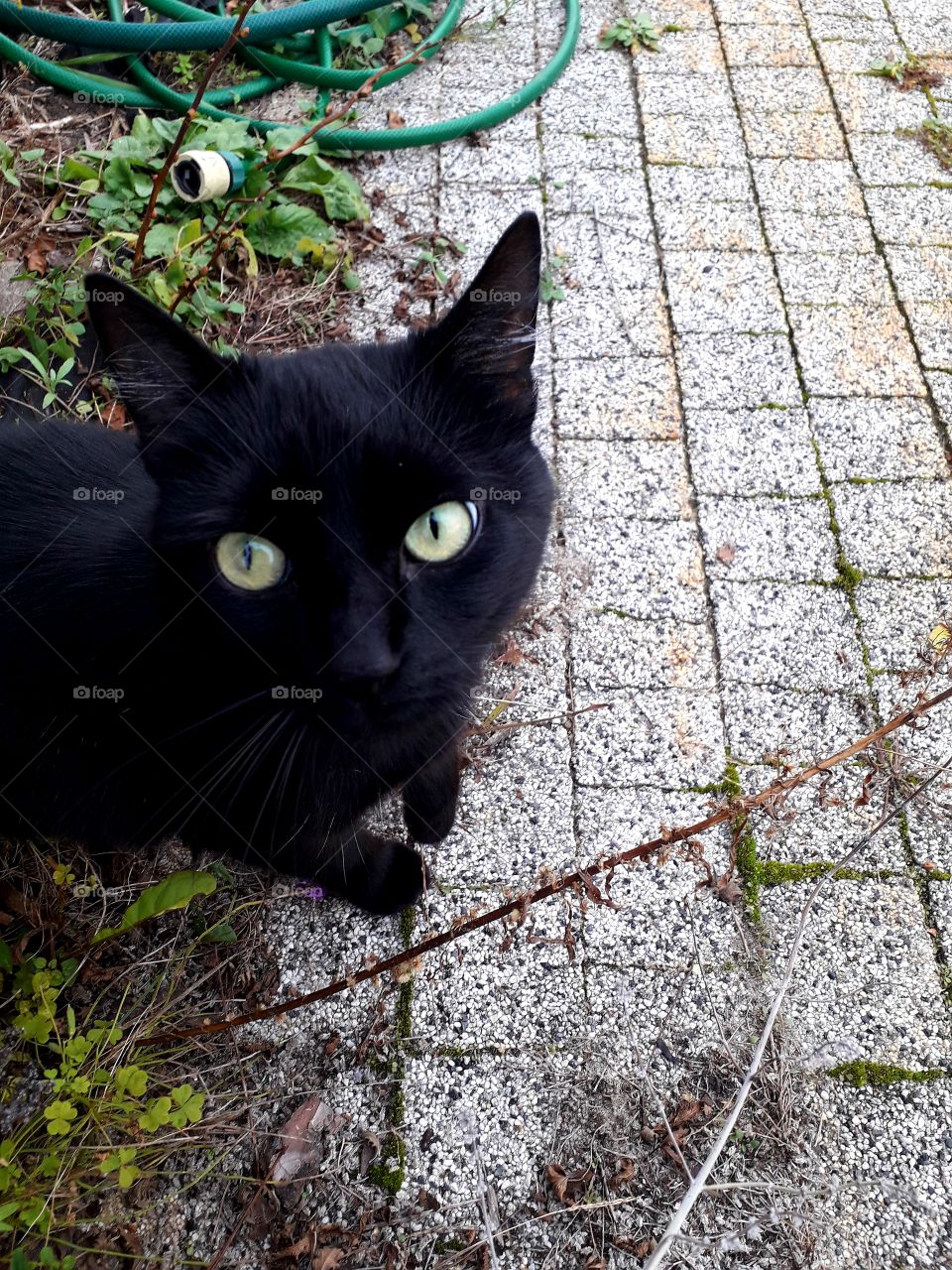 look into these eyes - black cat with emerald  eyes on a garden path