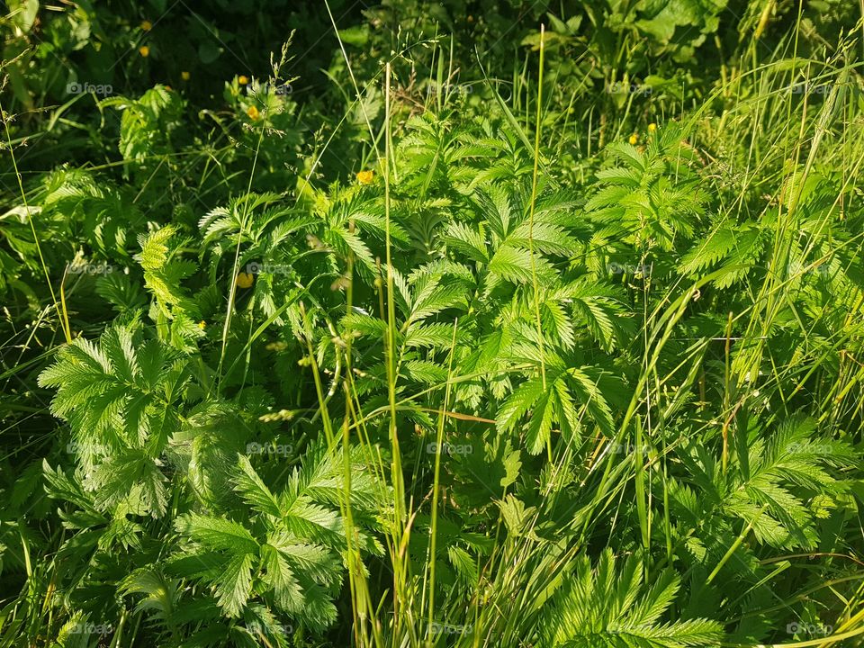 Spring time: Beautiful green nature photo, with sun shining  on the green leaves.