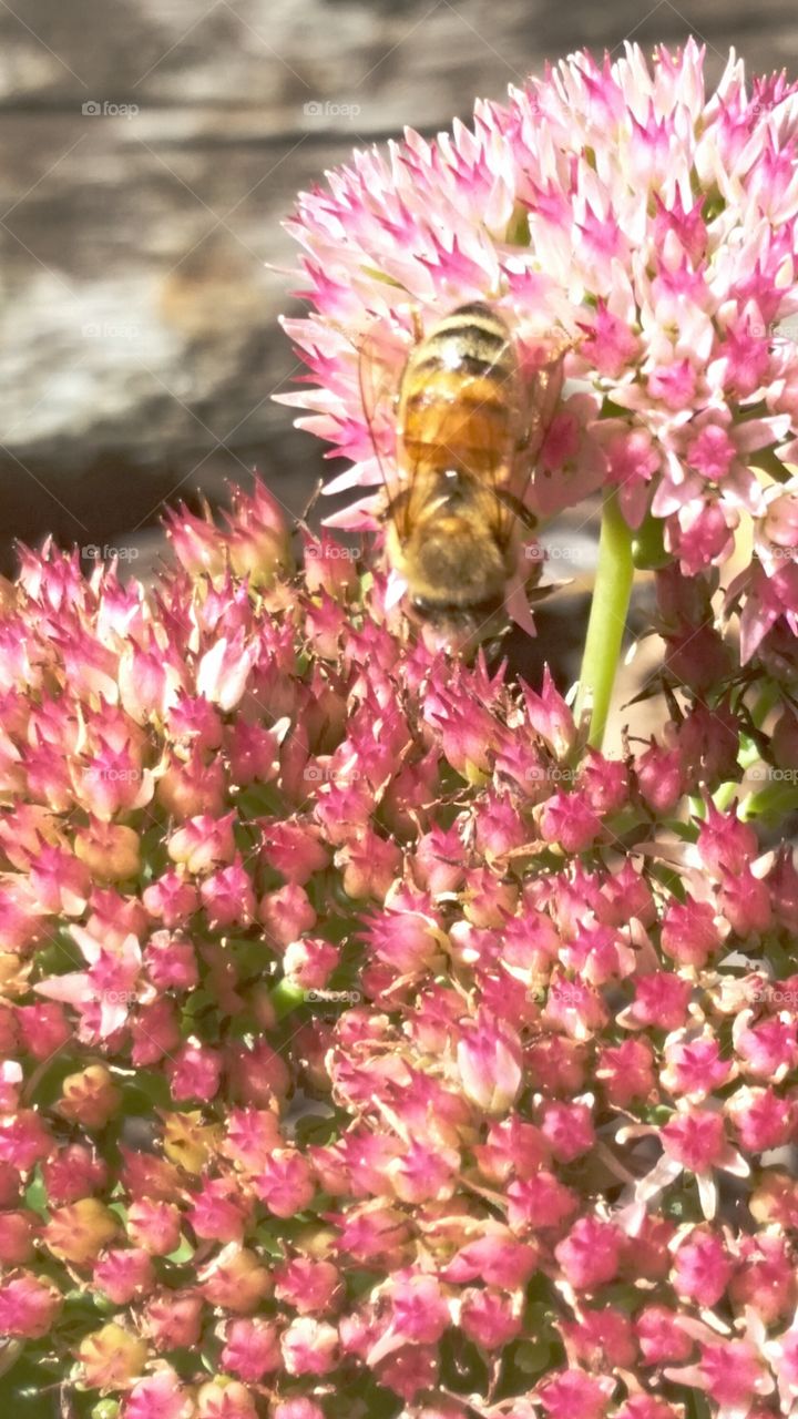A Bee's Autumn Joy