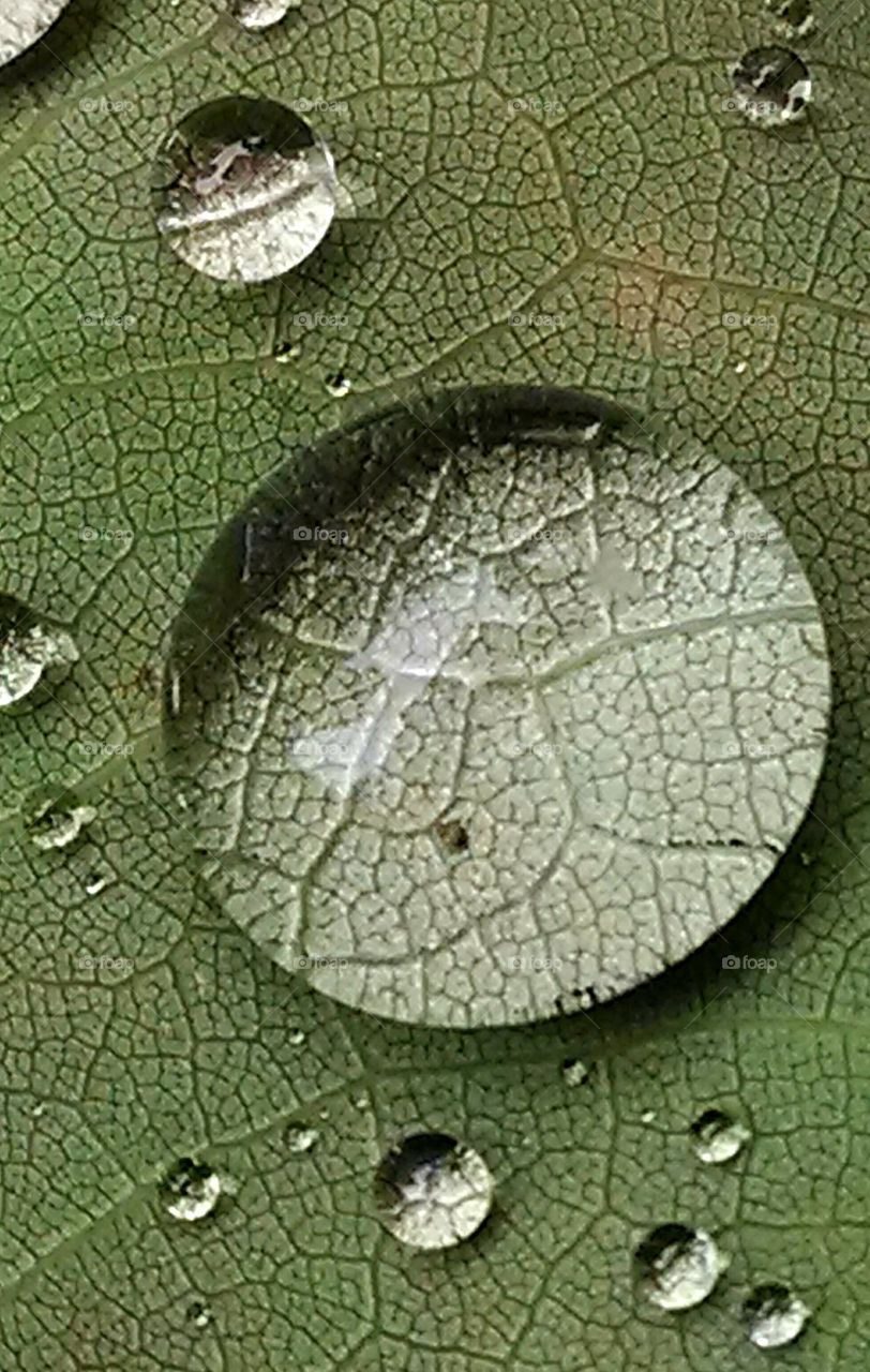 Watery leaf