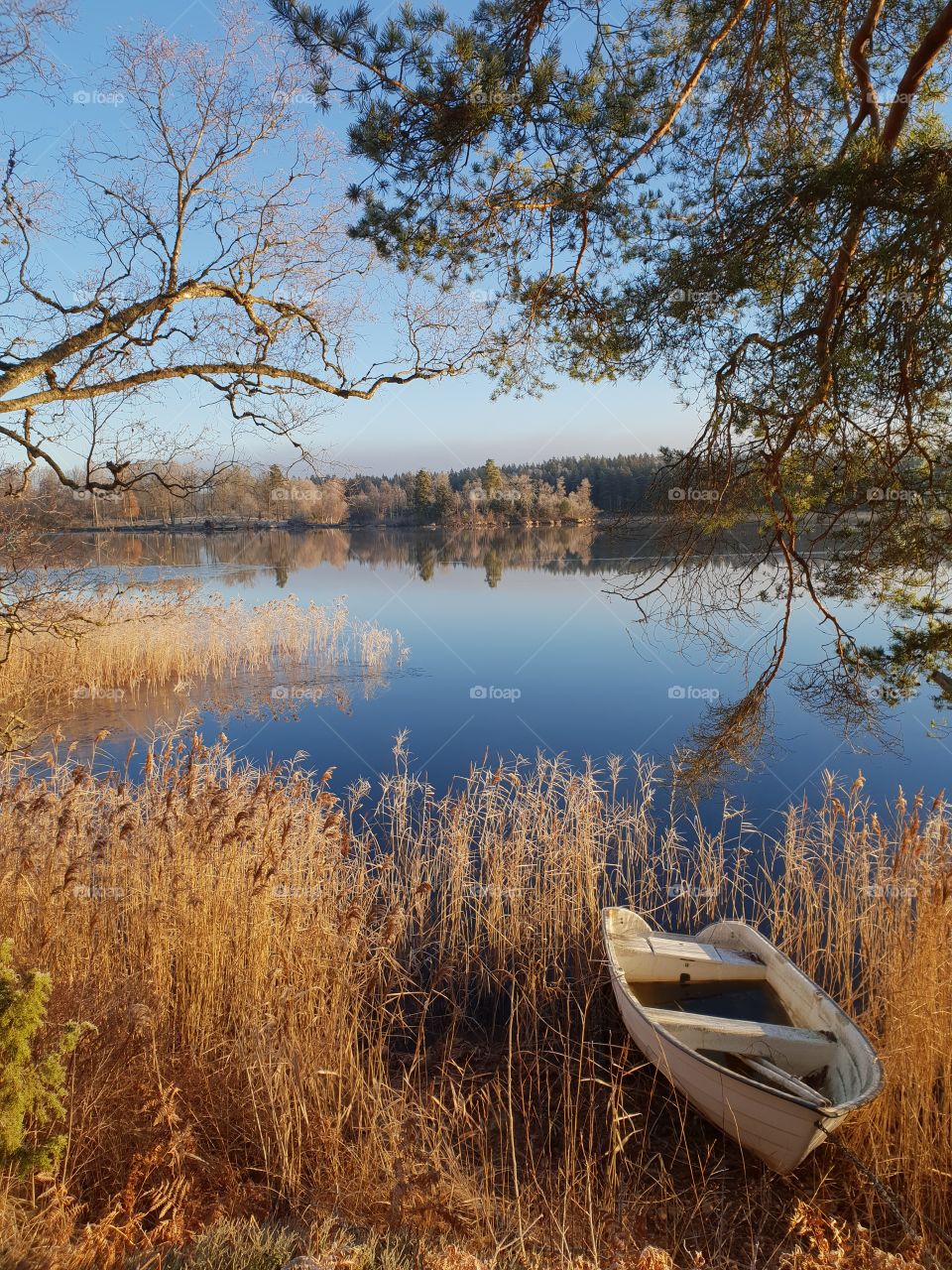 Wintermorning by a swedish lake