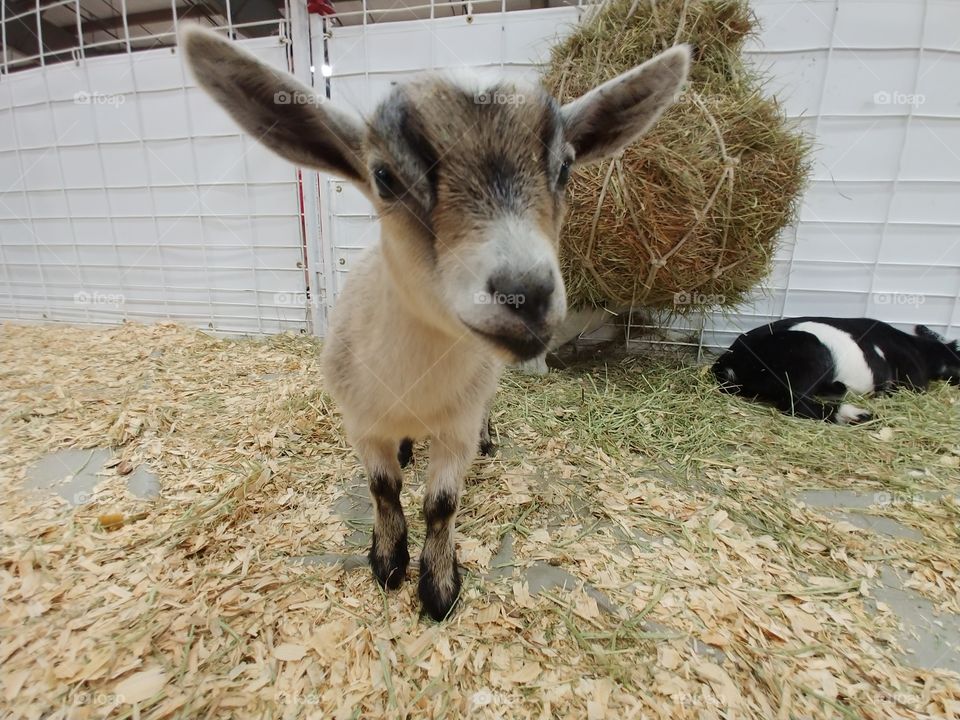 miniature goat