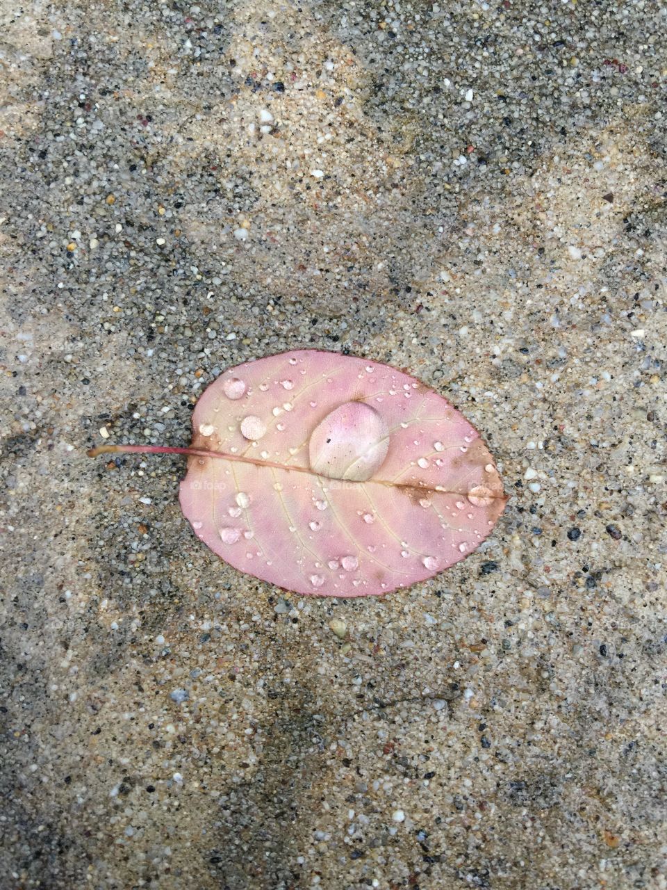 Raindrops on a Fall leaf