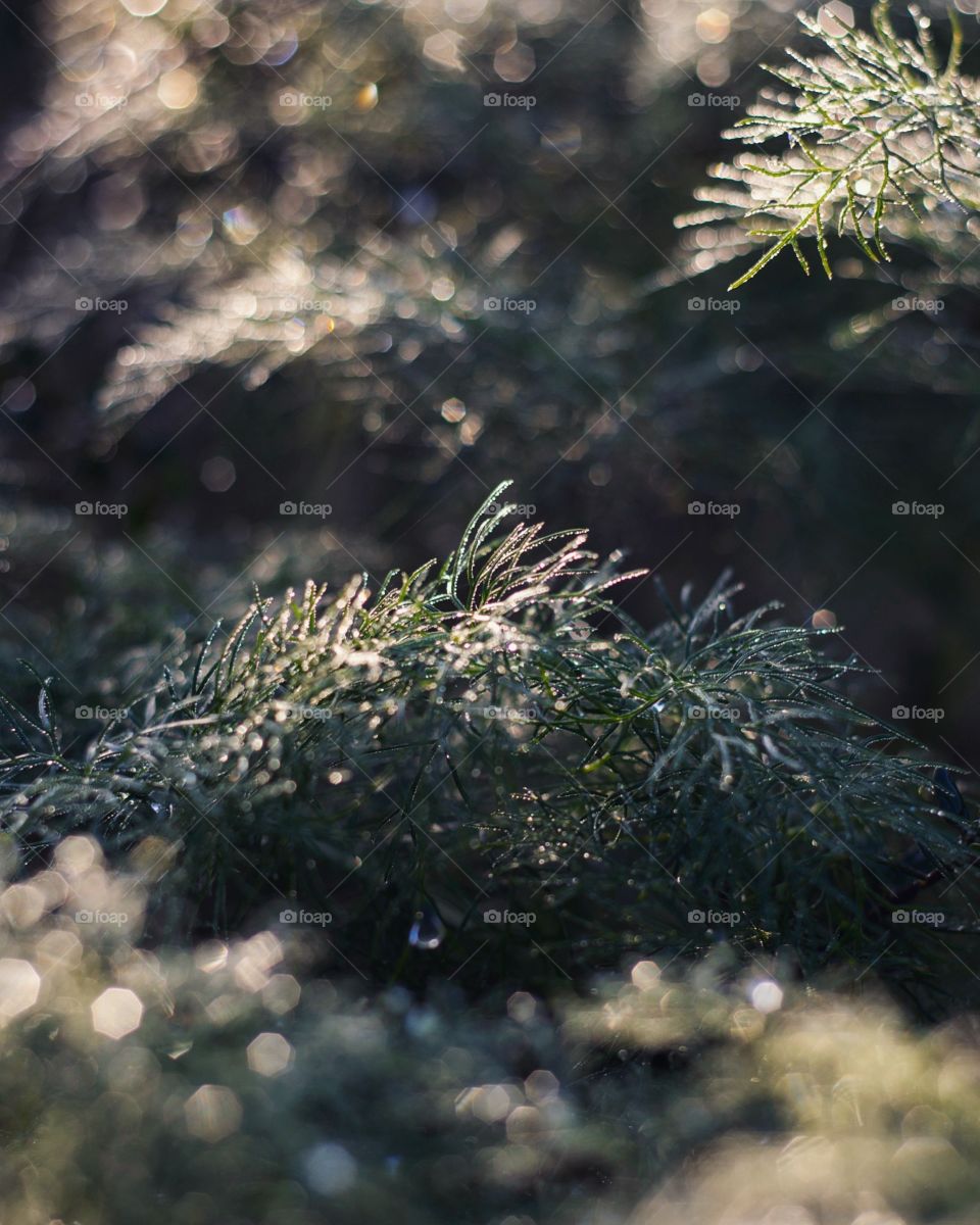 Morning water drops shine in the low sunrise