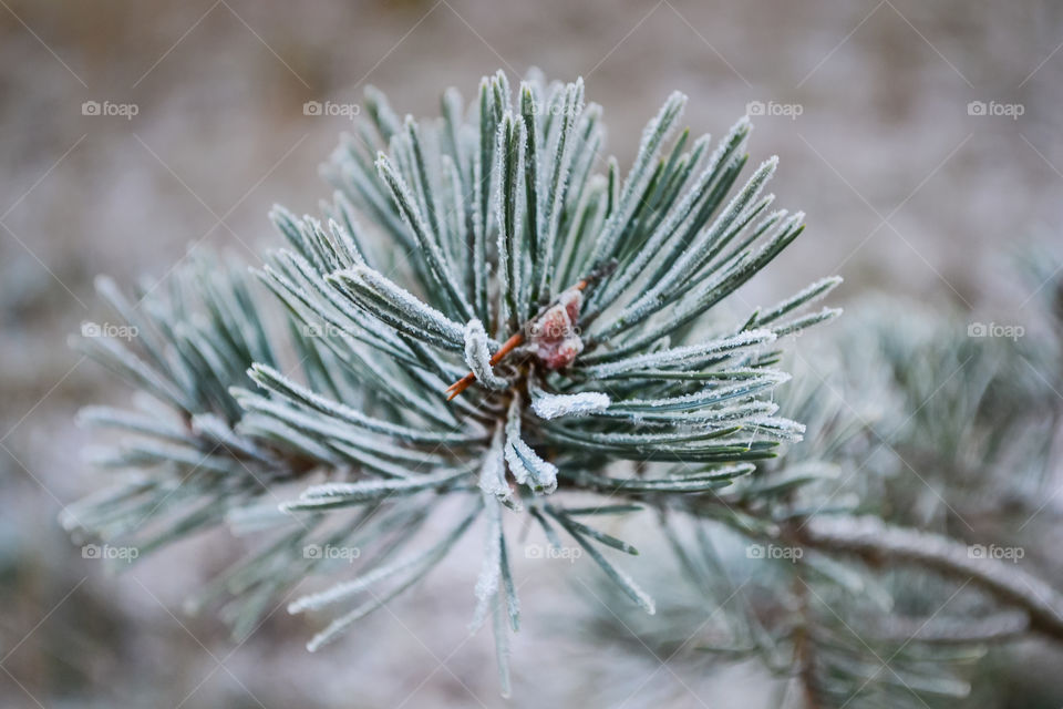Pine tree in winter time 