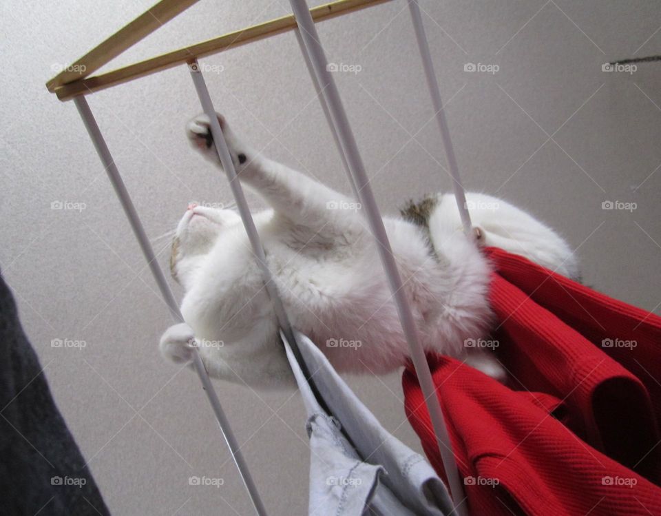 From the Ground Up: cat balances on top of clothes rack and stares out over his domain.