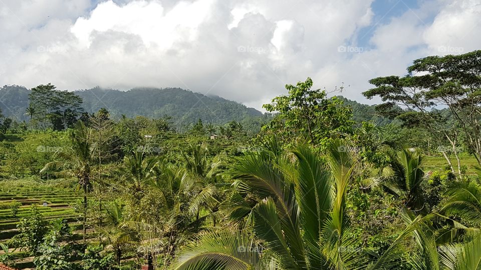 View across lush tropical countryside in Bali, Indonesia