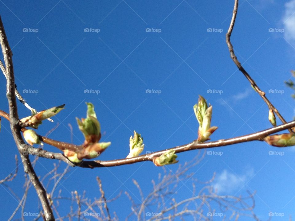 Spring tree buds