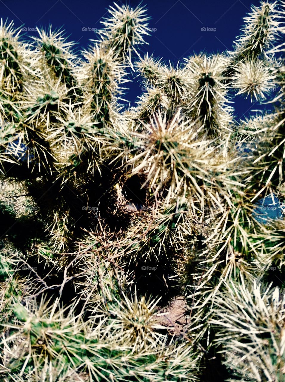 Cactus close up