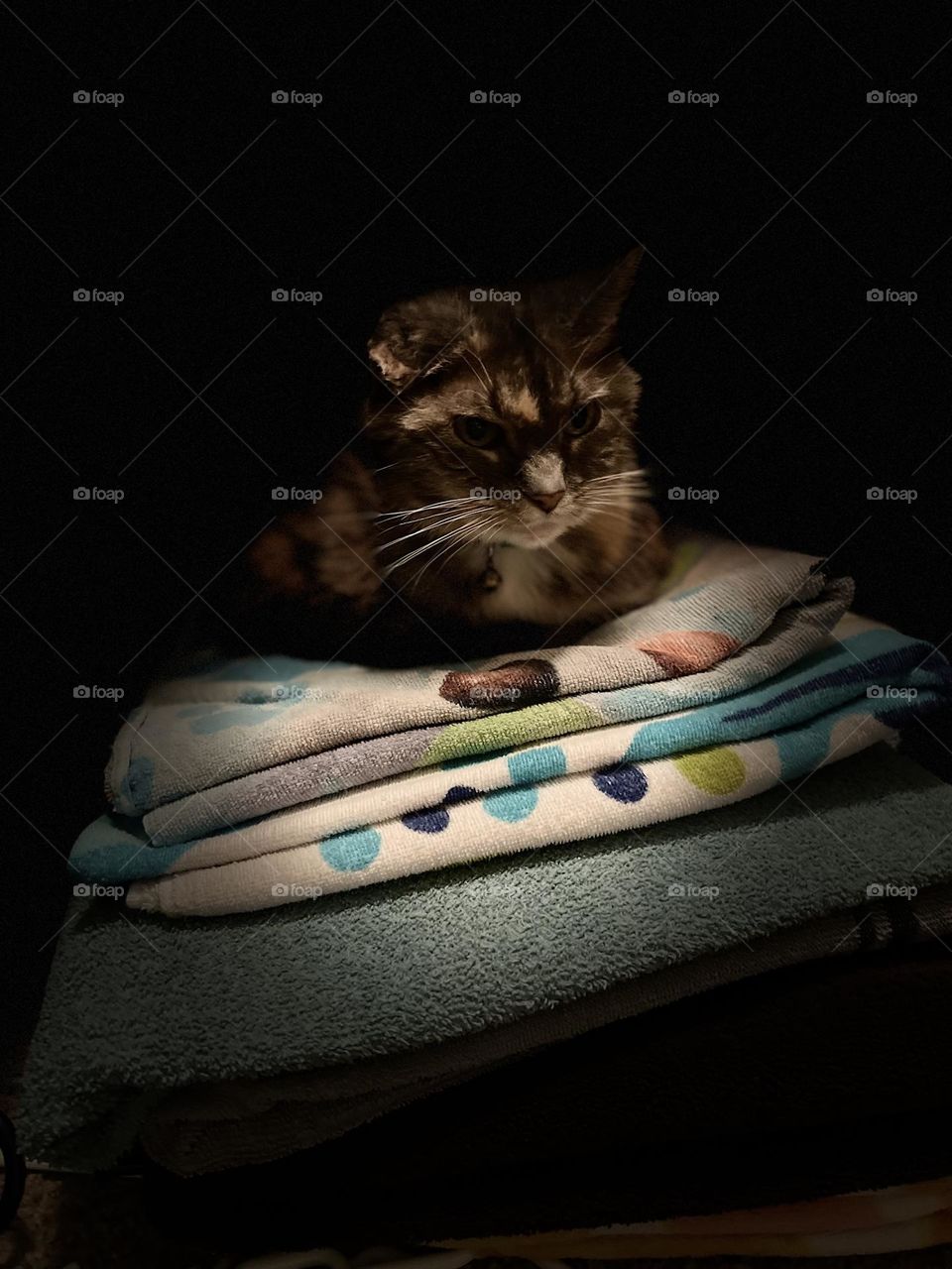 Tortoiseshell tabby on folded towels