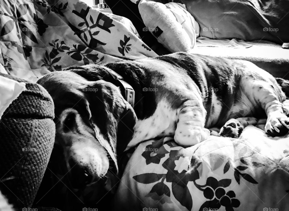 Tough being a spoiled basset hound