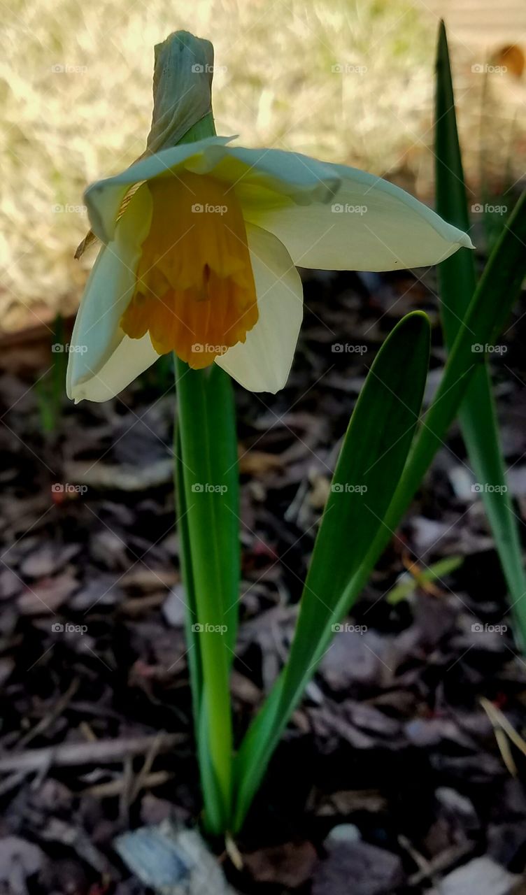 daffodil