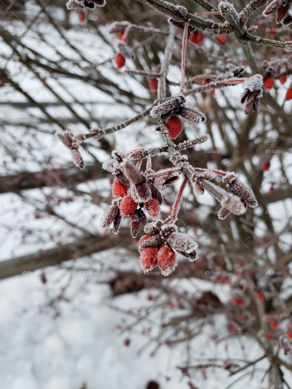 Frozen berries