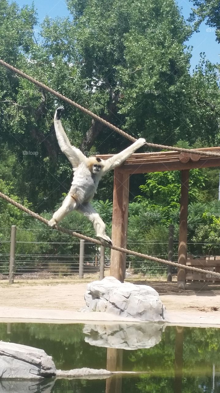 Denver Zoo Monkey