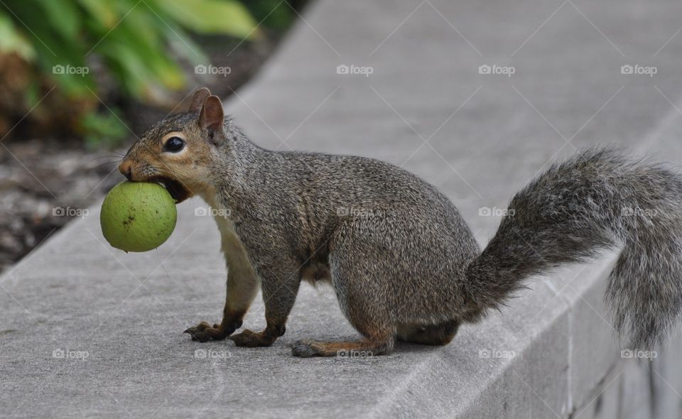 squirrel