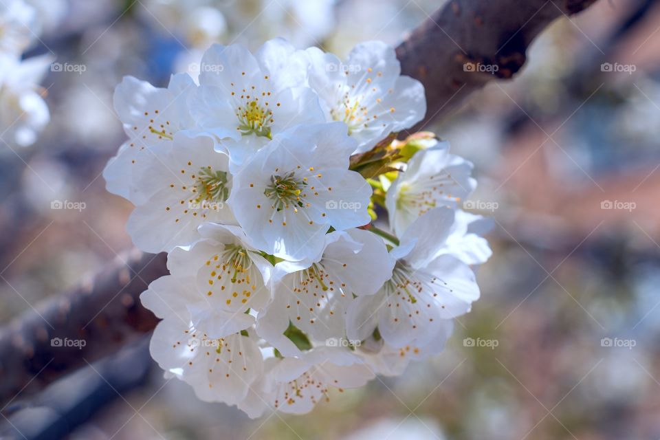 Close up of blooming blossom on the branch