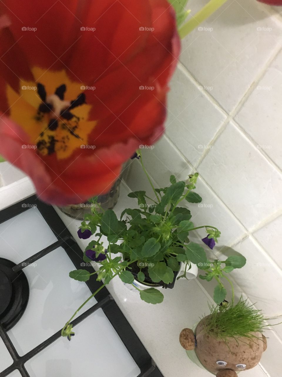 Flowers in the kitchen