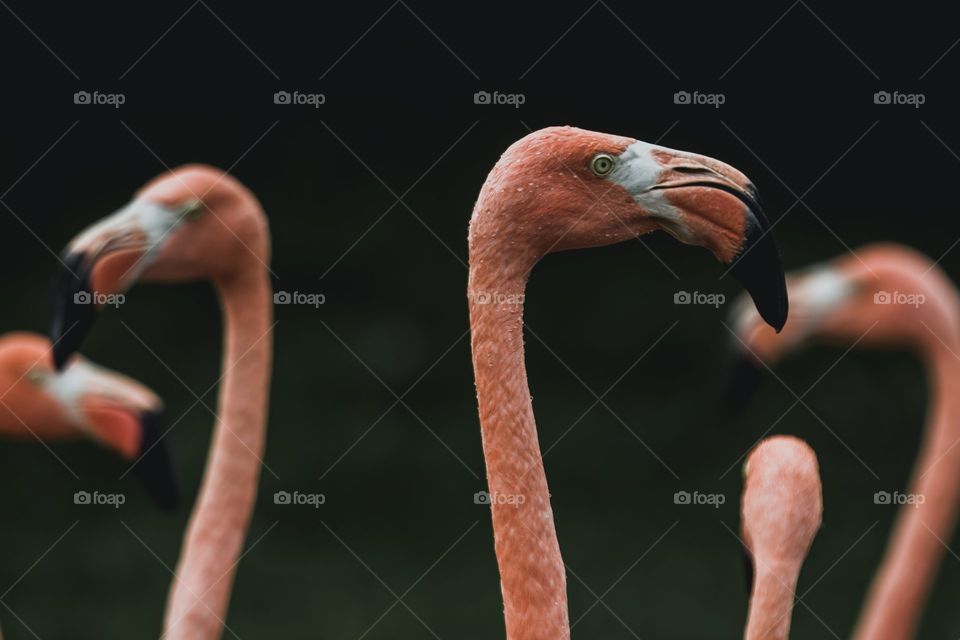 Flamingo Faces
