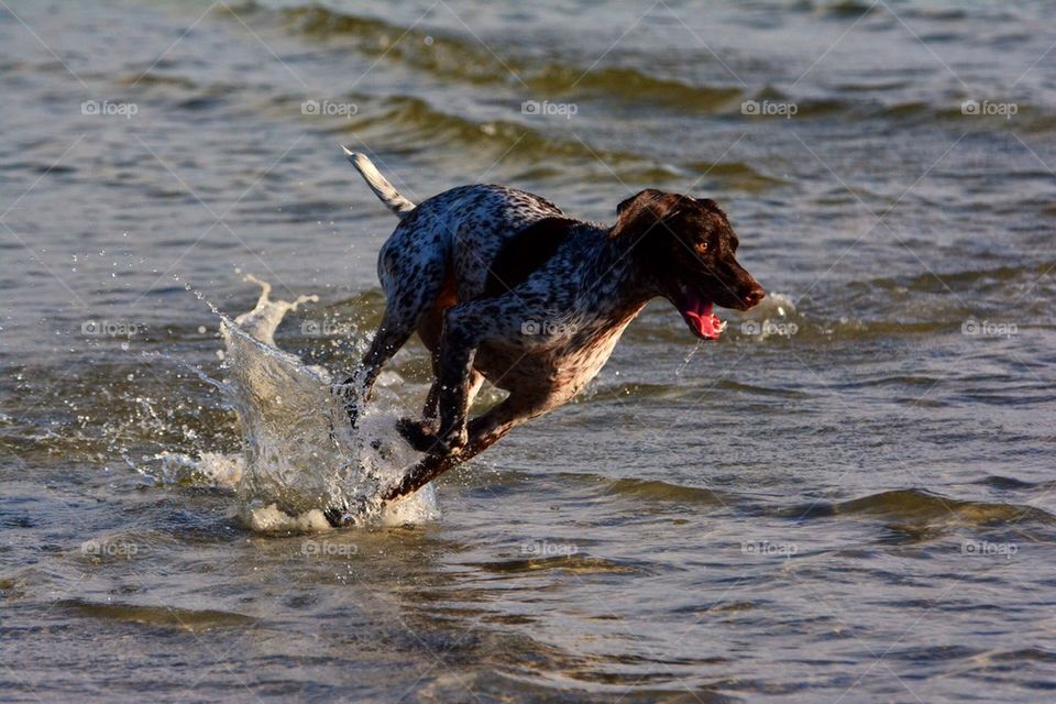 dog dog beach german shorthair pointer by tfmiller
