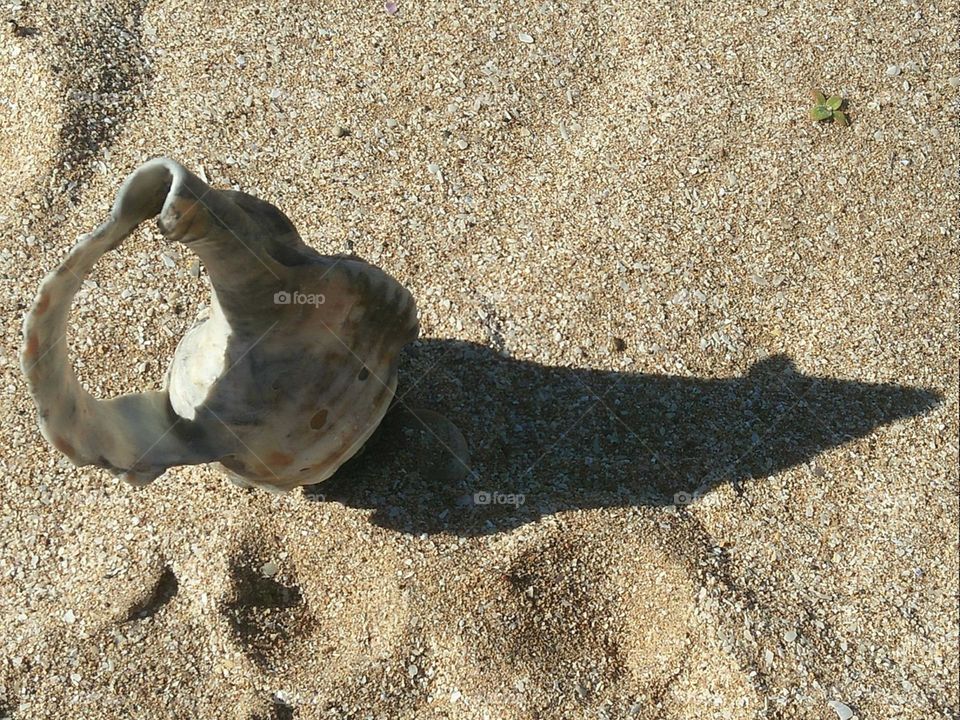 The oyster on sand