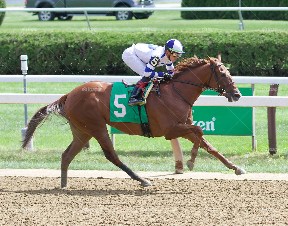 Irish Danzing winning easily in her Saratoga debut.Photo by Fleetphoto