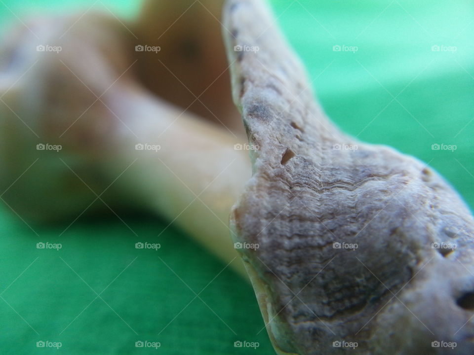 shell macro