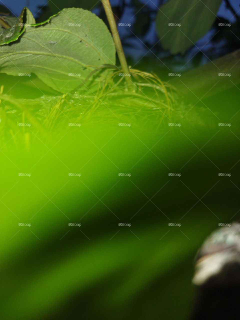 extraordinary capture